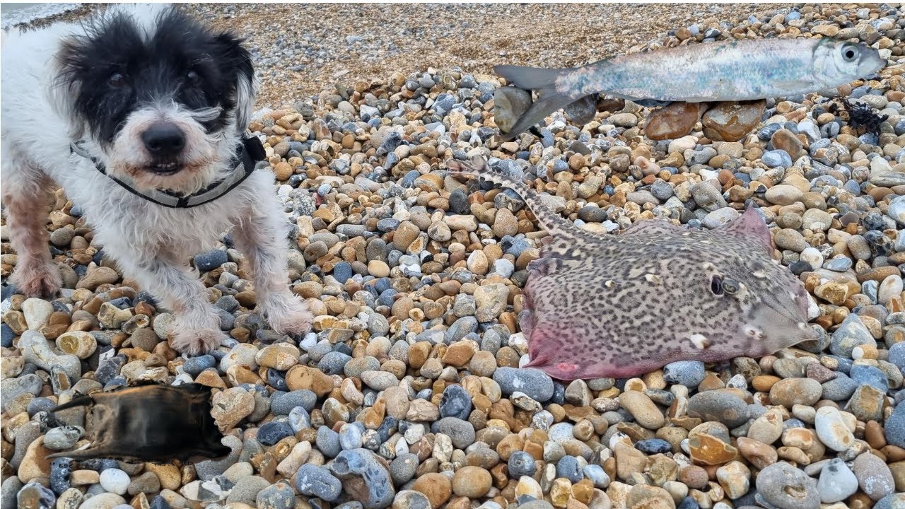 Fishing in Deal. First Ray of the year + a new species