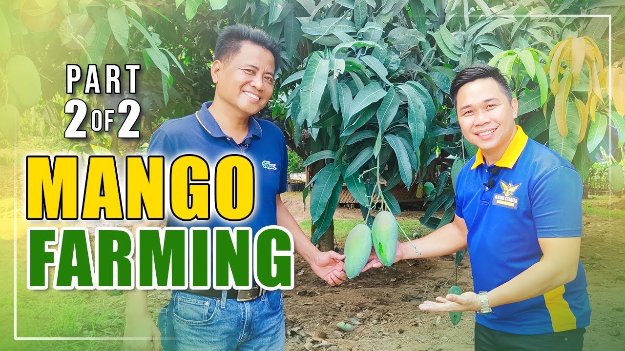 AMAZING MANGO FARMING | GRABE! PWEDENG PALANG KUMITA NG 20-30K SA ISANG PUNO NG SWEET CATIMON MANGO
