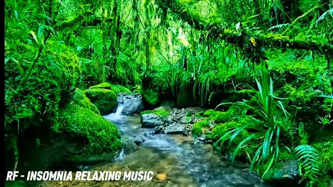 Forest Rain Sounds 🌿 Peaceful Stream Ambience