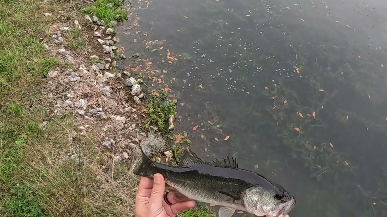 INSANE TOPWATER HITS!!