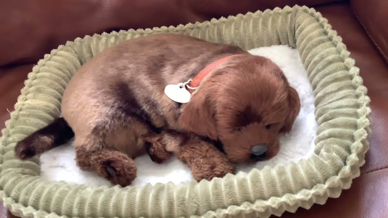 Распаковка и обзор Perfect Petzzz, Precious Petzzz Chocolate Lab