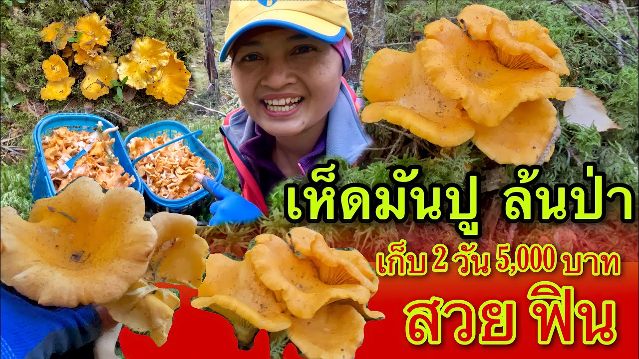 เก็บเห็ดสวีเดนล่าสุด 4 ก.ย.  เก็บ 3 รอบแล้วยังไม่หมด เห็ดมันปูล้นป่า วันนี้พาขายได้เท่าไหร่มาชมจ้า
