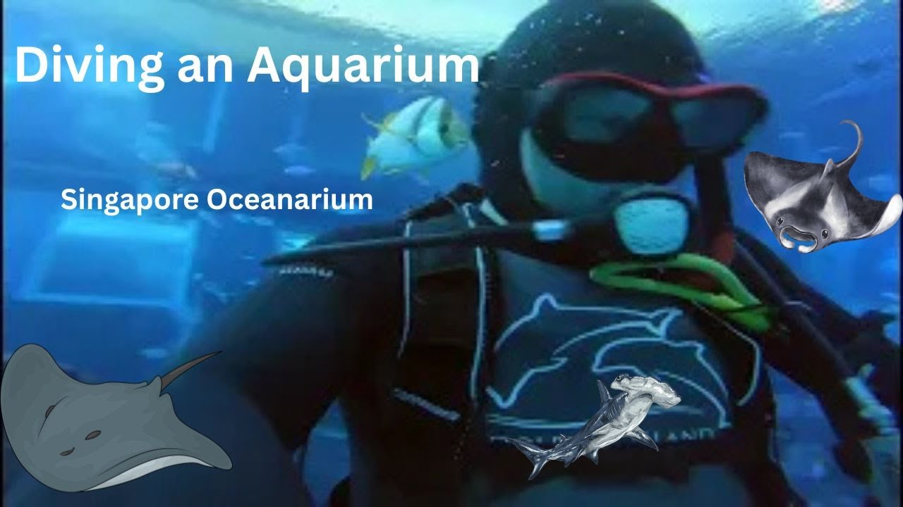 SCUBA Diving the Singapore Aquarium