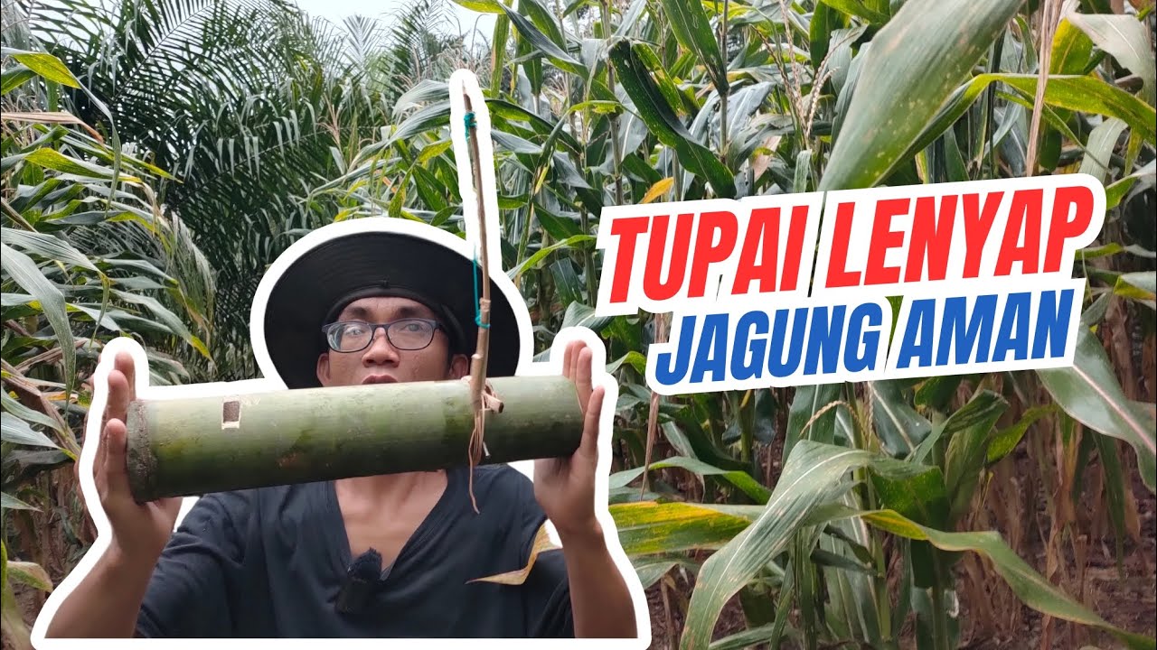Cara Membuat Perangkap Tupai dari Bambu