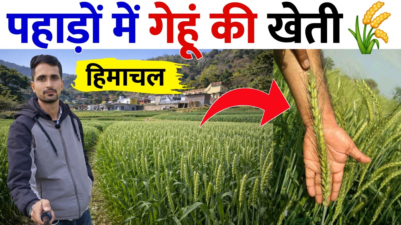 हिमाचल के पहाड़ों में गेहूं की खेती | मैदानी राज्यों से बिल्कुल अलग | Himachal me Gehu ki Kheti 🌾👌