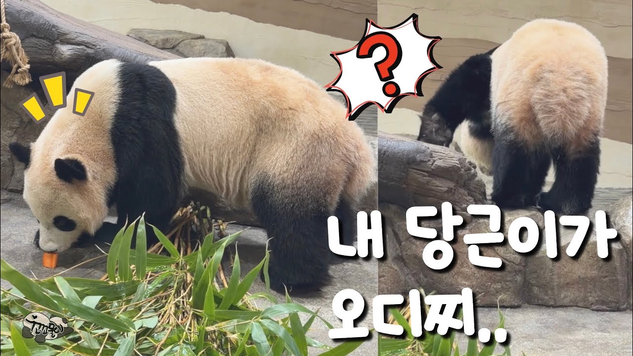 🥕언니당근 먹고 자리뜨는 후이😅 영문모른채 삐친 당근곰쥬 루이🥲 세하의 오전💕[20260313]#루이바오#후이바오#ruibao#huibao