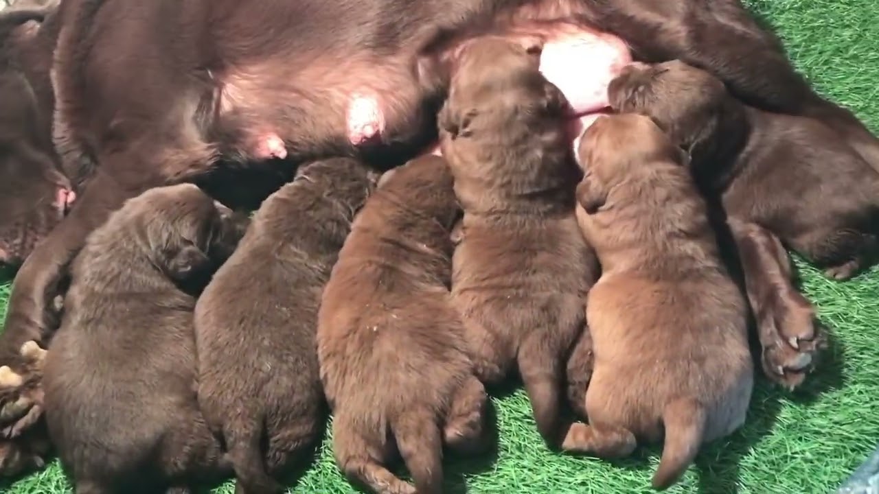 Chocolate puppies available🧿🤎||charlie Labrador Kennel ||