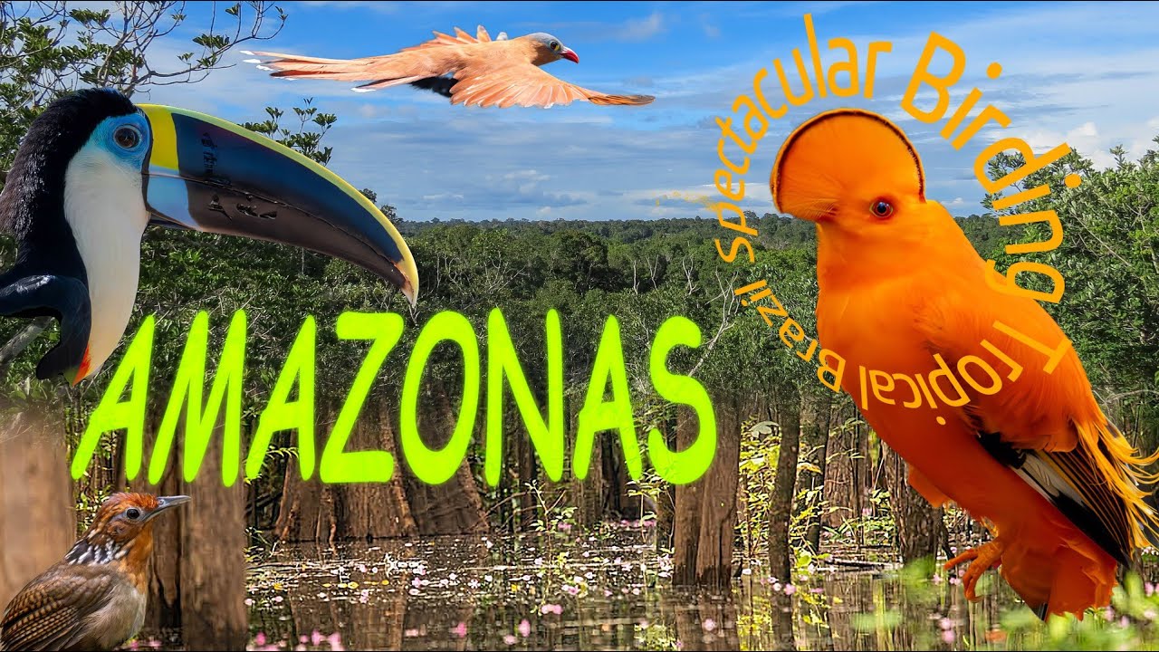 20+ years of Birding in the Heart of the Amazon &ndash; @Spectacular Birding Tropical Brazil