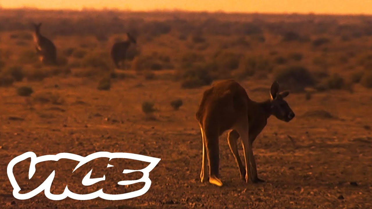 After The Fires: Living Through Australia’s Black Summer