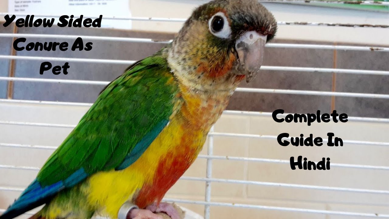 Yellow Sided Conure As Pets | Complete Guide In Hindi