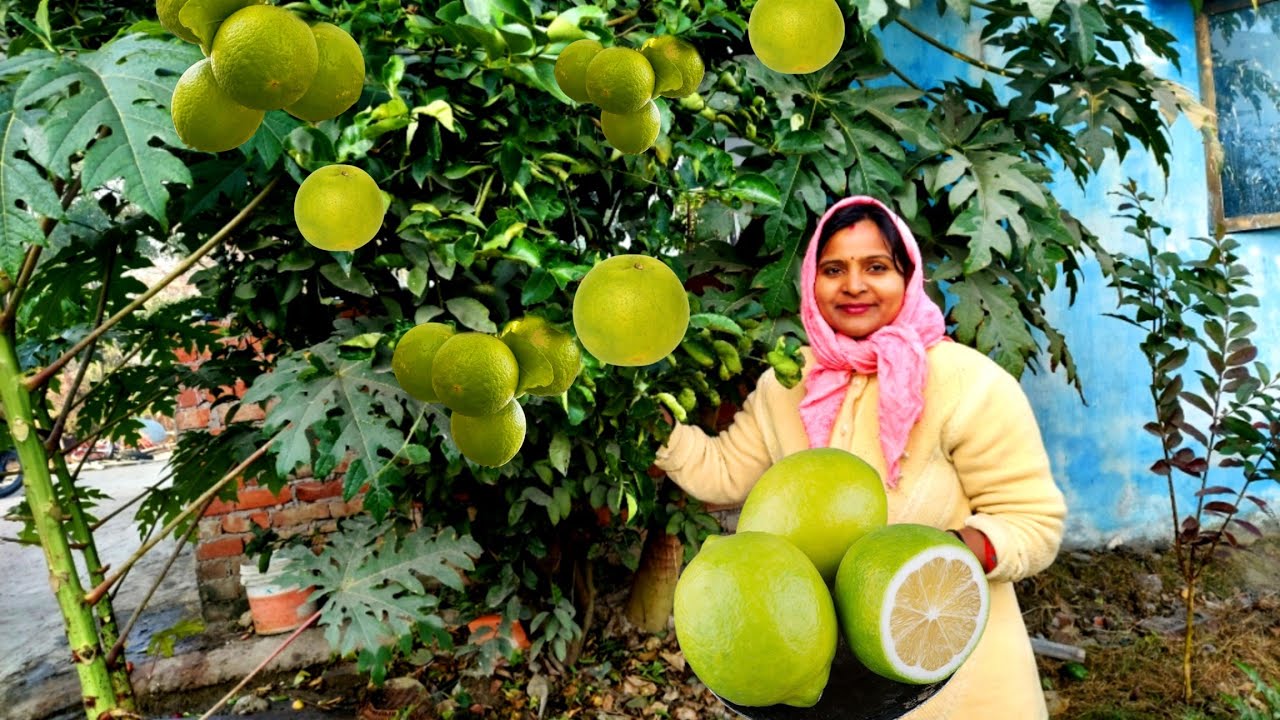 😱पहली बार फरा देखा है इस मौसम में 🍈मौसमी का फल वो भी अपने 🌳बगीचे में 😳#villagelife #villagevlog