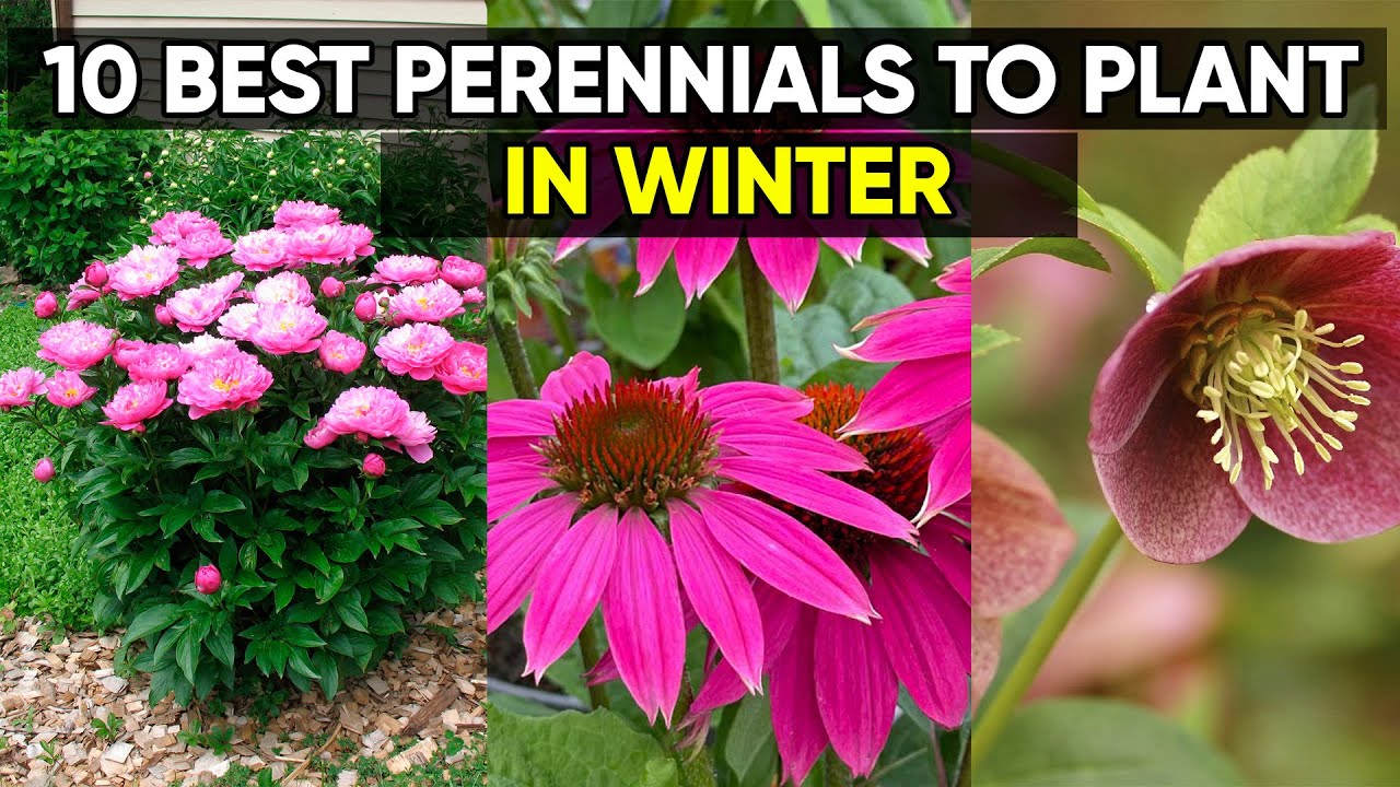 Compilation Plant These 10 Perennials for a Stronger Garden Next Year! vs 7 High-Profit Plants!