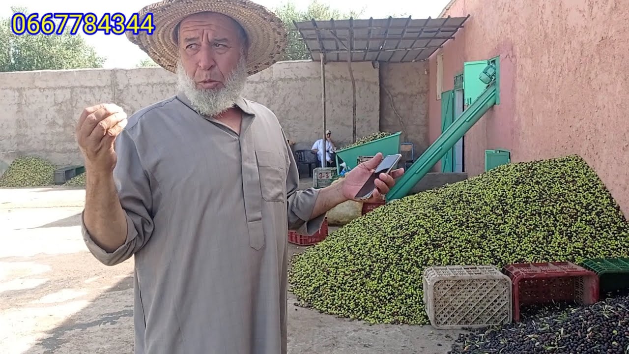 أجيو تشوفو عملية عصر الزيتون معصرة الحاج لخويل بقلعة السراغنة المربوح مرحبا بكم 0667784344🫒🫒