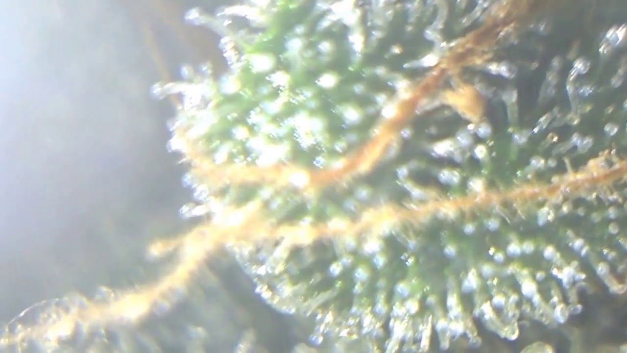 Alien soul diesel Kush x Master Low