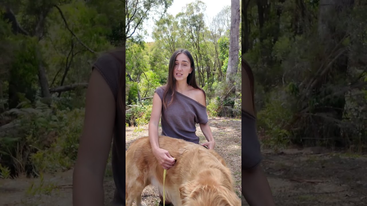 How to Measure Your Dog for the Perfect Harness Fit | Arctic Sammy Adventure Dog Harness