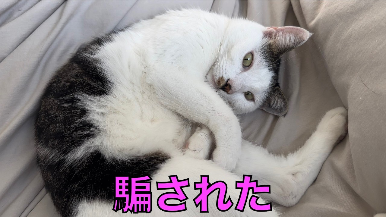 保護猫ナターシャの556日目：撮影お断り