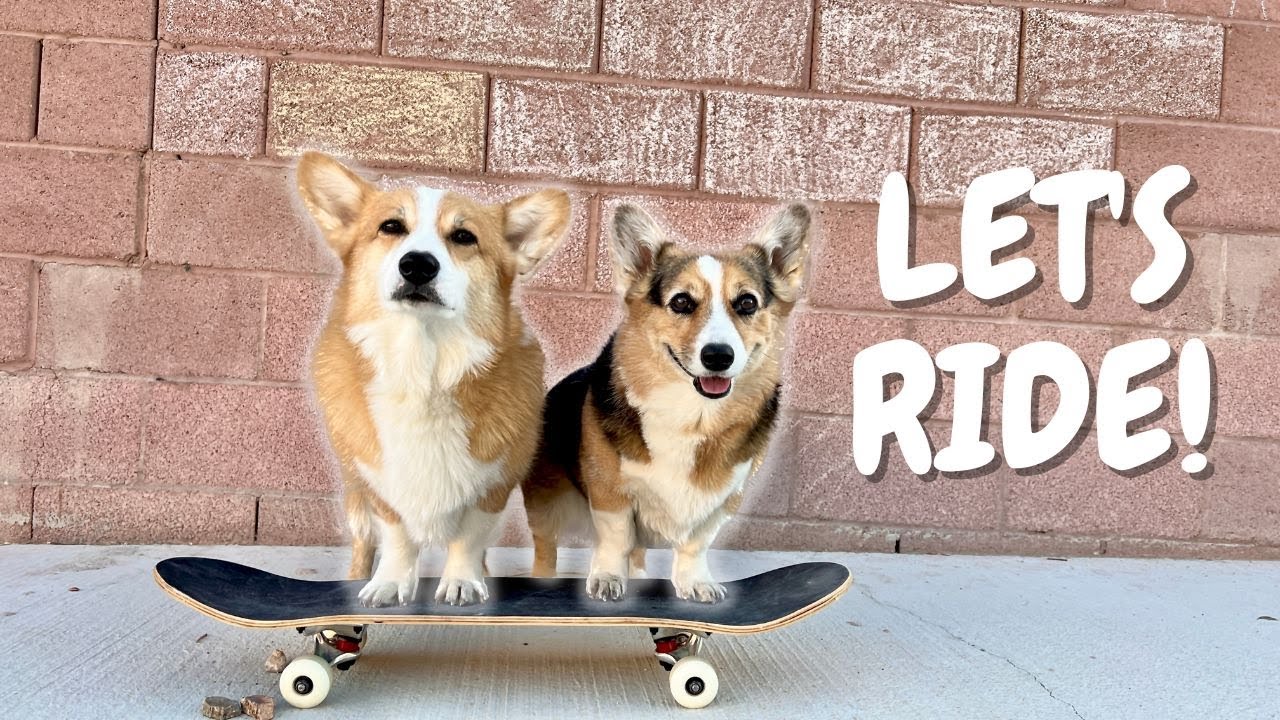 How to Teach Your Dog to Skateboard!