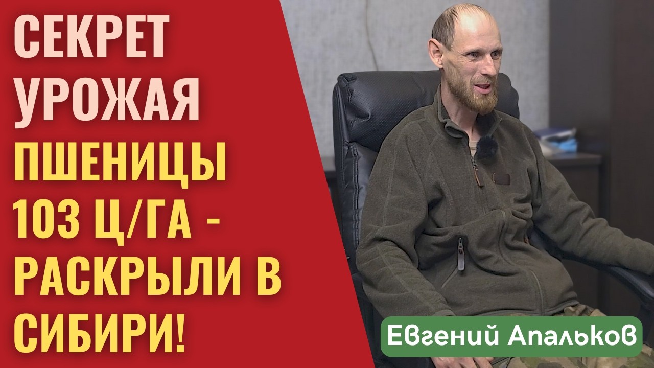Яровая пшеница 103 ц/га ! Это не миф — агроном рассказал, как он это сделал!