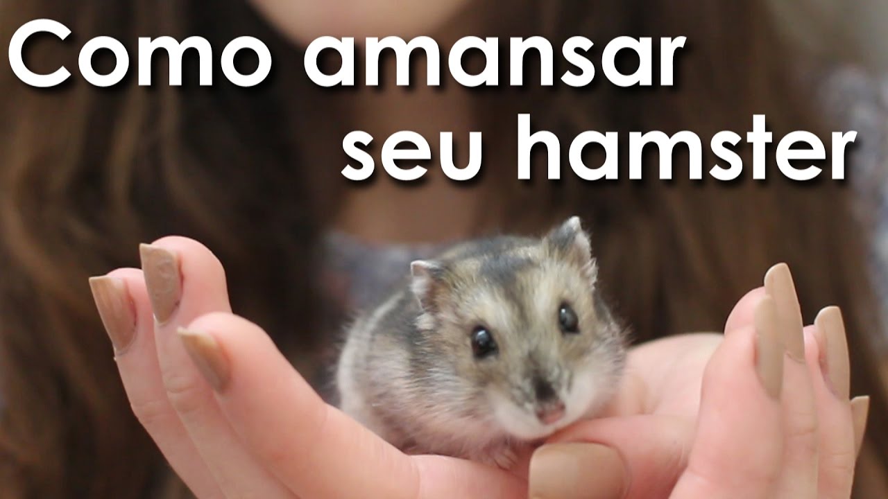Como amansar seu hamster!