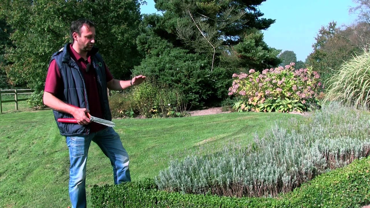 Lavendel snoeien - twishgarden.nl