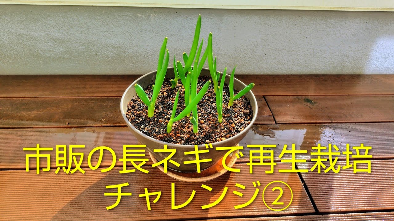 市販の長ネギで再生栽培チャレンジ②💖Regenerative cultivation challenge using commercially available green onions ②