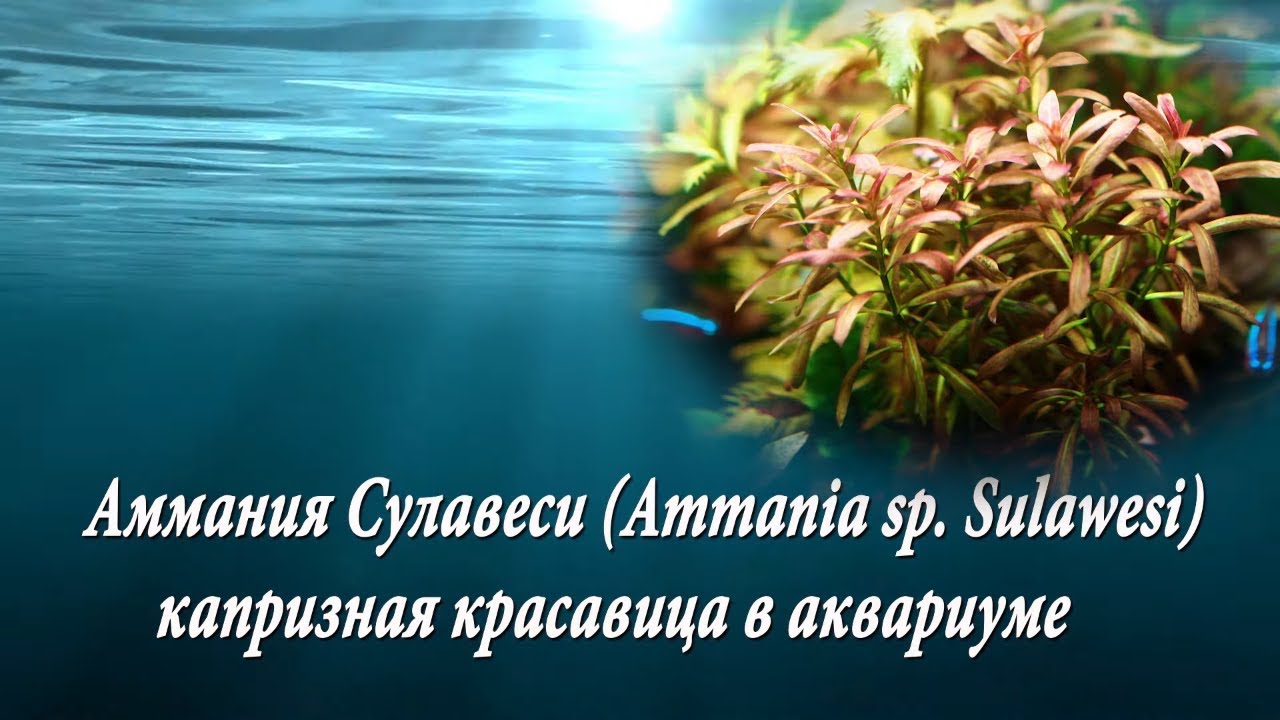 Аммания сулавеси Ammania sp  Sulawesi капризная красавица в аквариуме