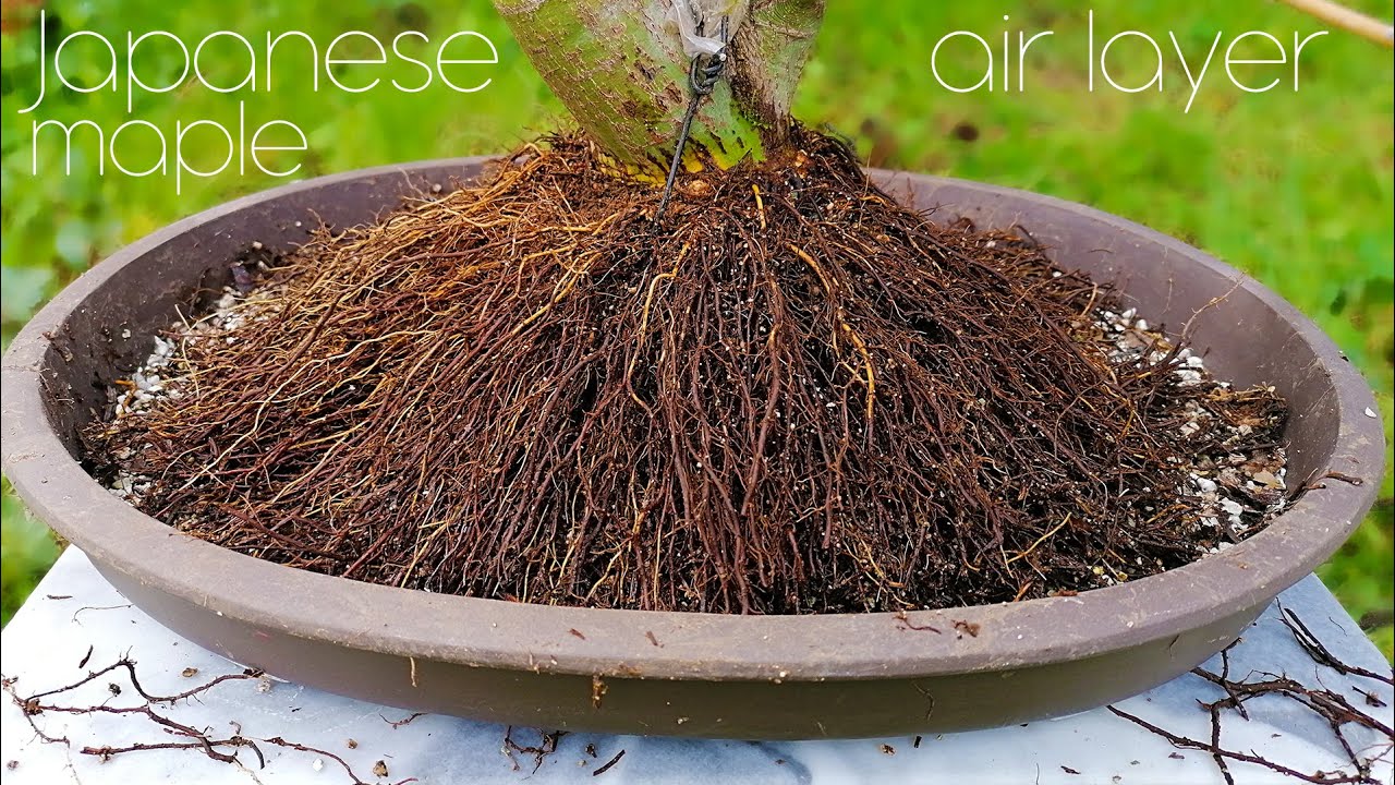 Japanese maple air layer separation - Arkefthos Bonsai