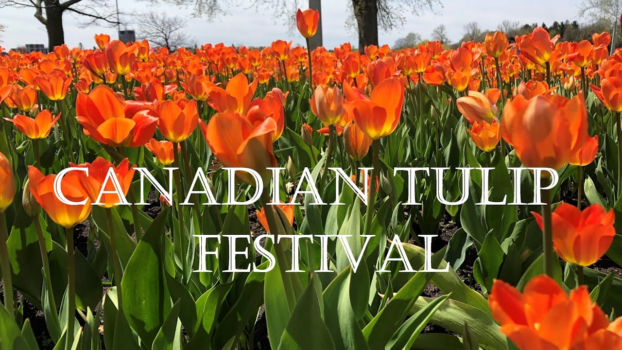 Canadian Tulip Festival | Ottawa, Canada | Dow's Lake