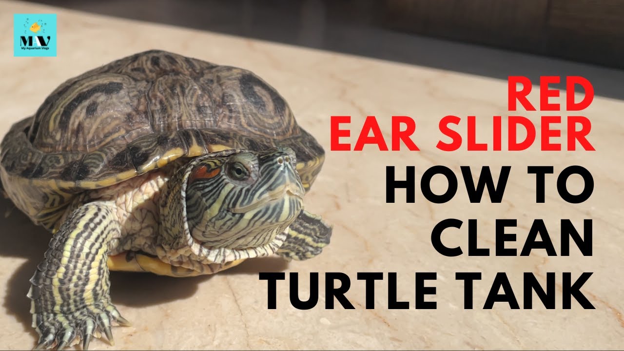 Red Ear Slider Turtle Tank Maintenance | How to clean turtle tank | My Aquarium Vlogs