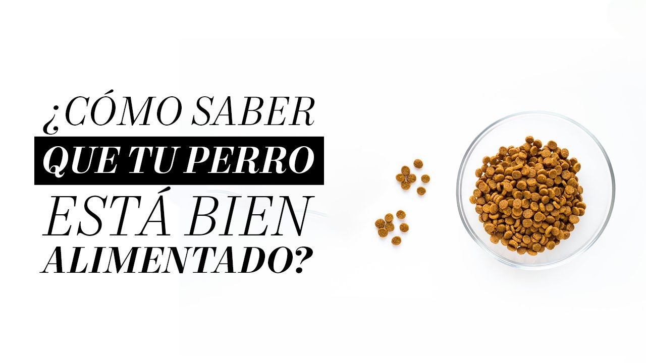 ¿Cómo saber que tu perro está bien alimentado? | Martha Debayle
