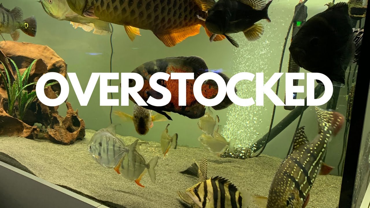 I OVERSTOCKED MY TANK !!!