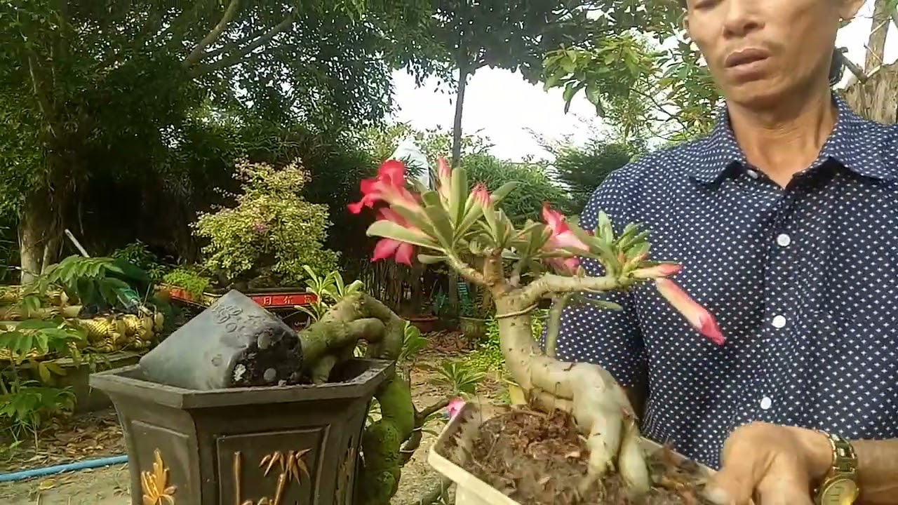 Cách làm bông Cho cây hoa sứ nở đúng tết, và đẹp
