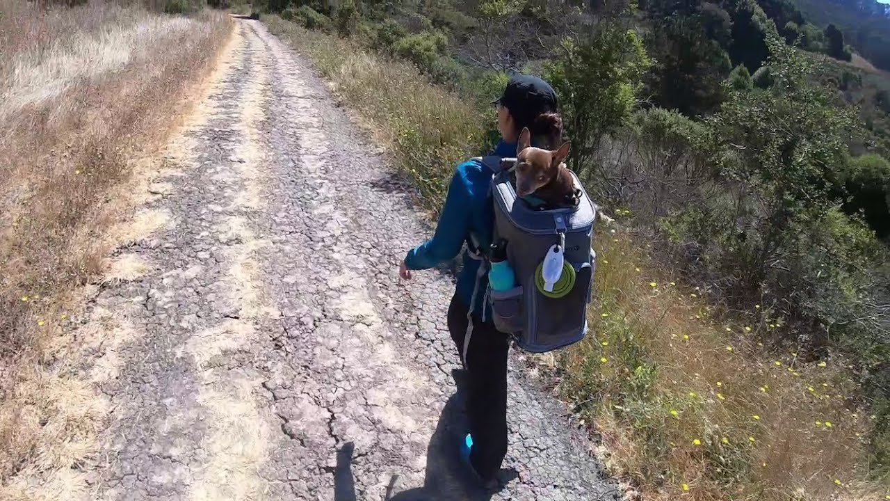 Traveling and Hiking with Chihuahuas | Backpack Pet Carrier Review