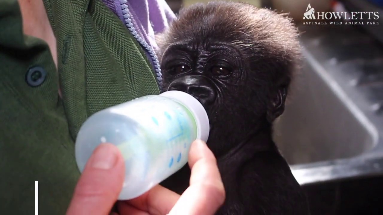 Baby Gorilla Being Hand Raised | Howletts Wild Animal Park