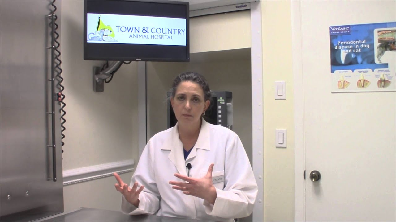 Canine Reproduction- Canine neonates