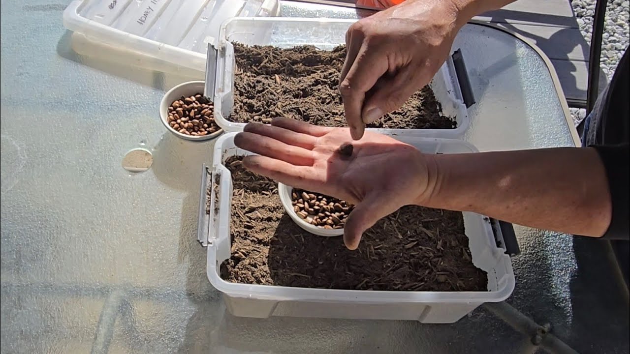 Growing Cherimoya trees from seed.
