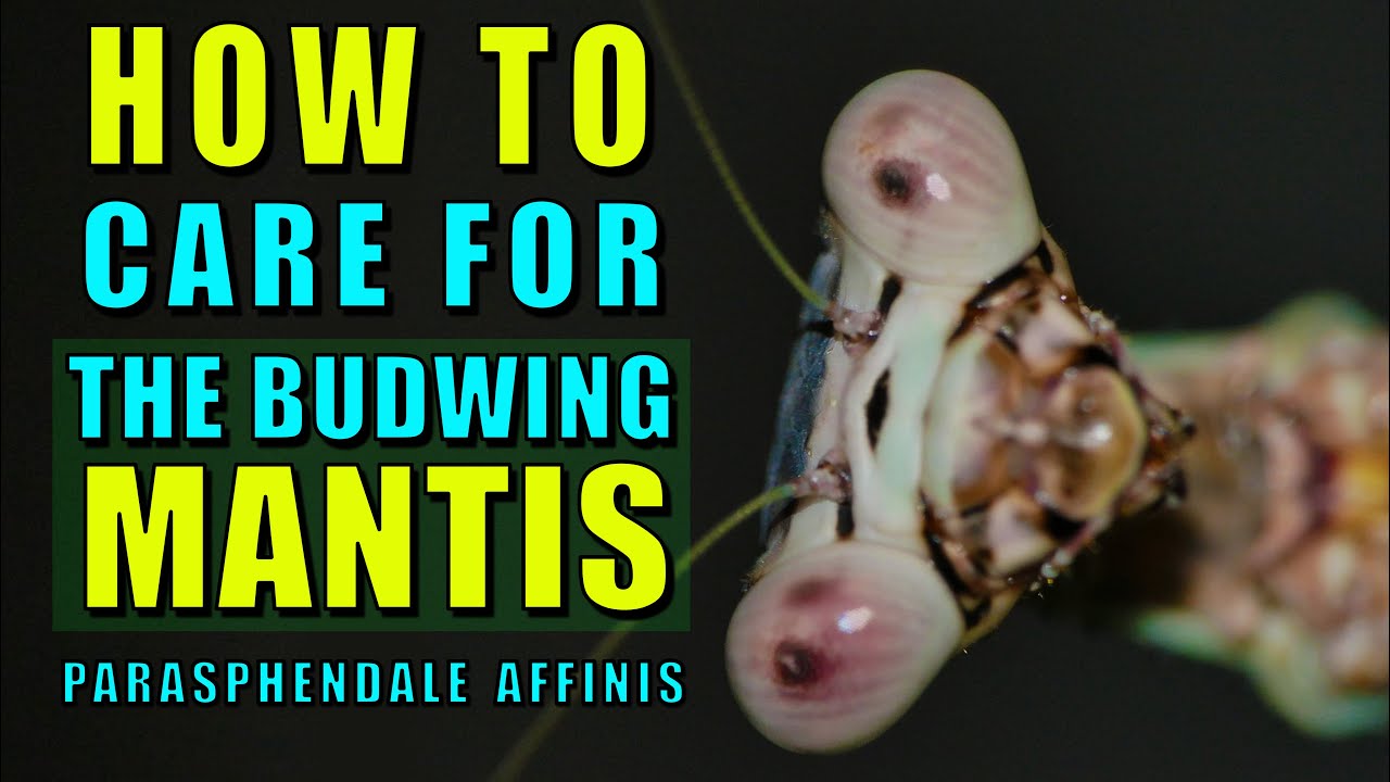 How to keep the Budwing mantis, Top 5 beginner species part 2