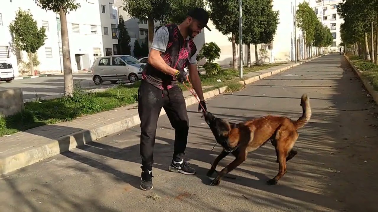 تدريب كلب المالينوا على المشي بجانبك 🐕💯 🔥🔥💯🐕
