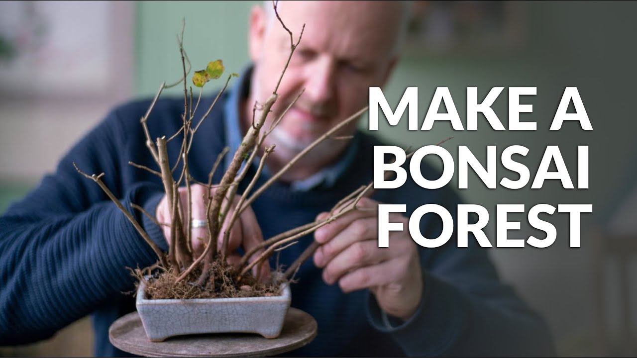 DIY: Create a Bonsai Forest