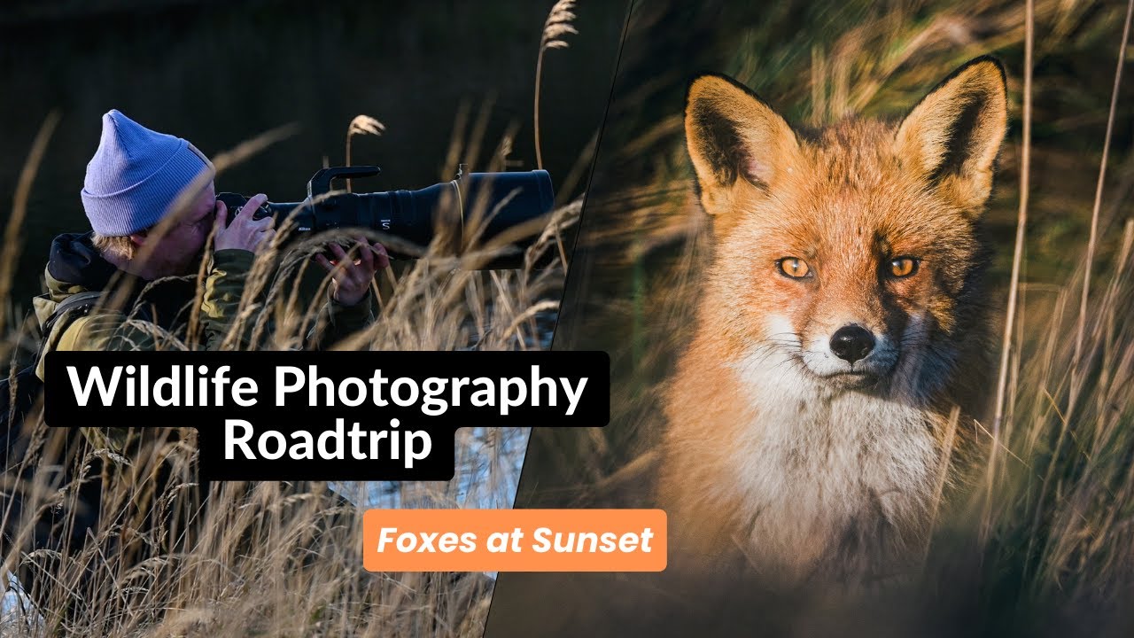 Wildlife Photography Europe Roadtrip Part Three | Photographing Foxes at Sunset in Netherlands