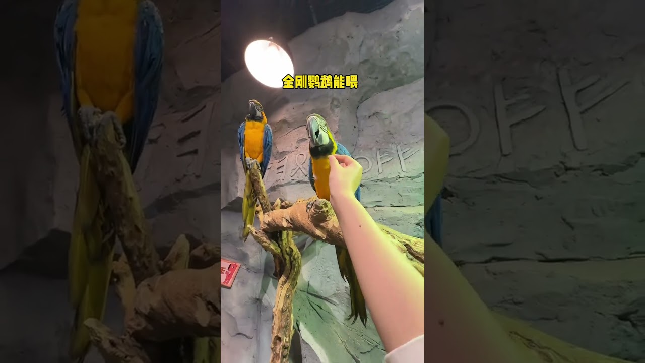 Found a super fun zoo Changsha Zoolung Large Indoor Zoo Wang Sicong’s Zoo Recommendations for Ne