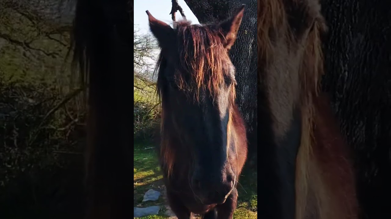 Guardi&aacute;n del monte Hernio, coraz&oacute;n de Guip&uacute;zcoa #hernio #shorts #monte #caballo #horse #senderismo