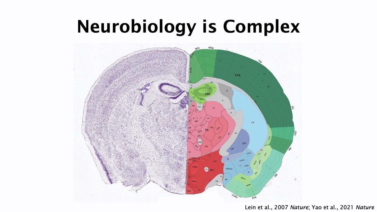 OHBM 2024 | Keynote | Mac Shine | The Neural Basis of Cognition