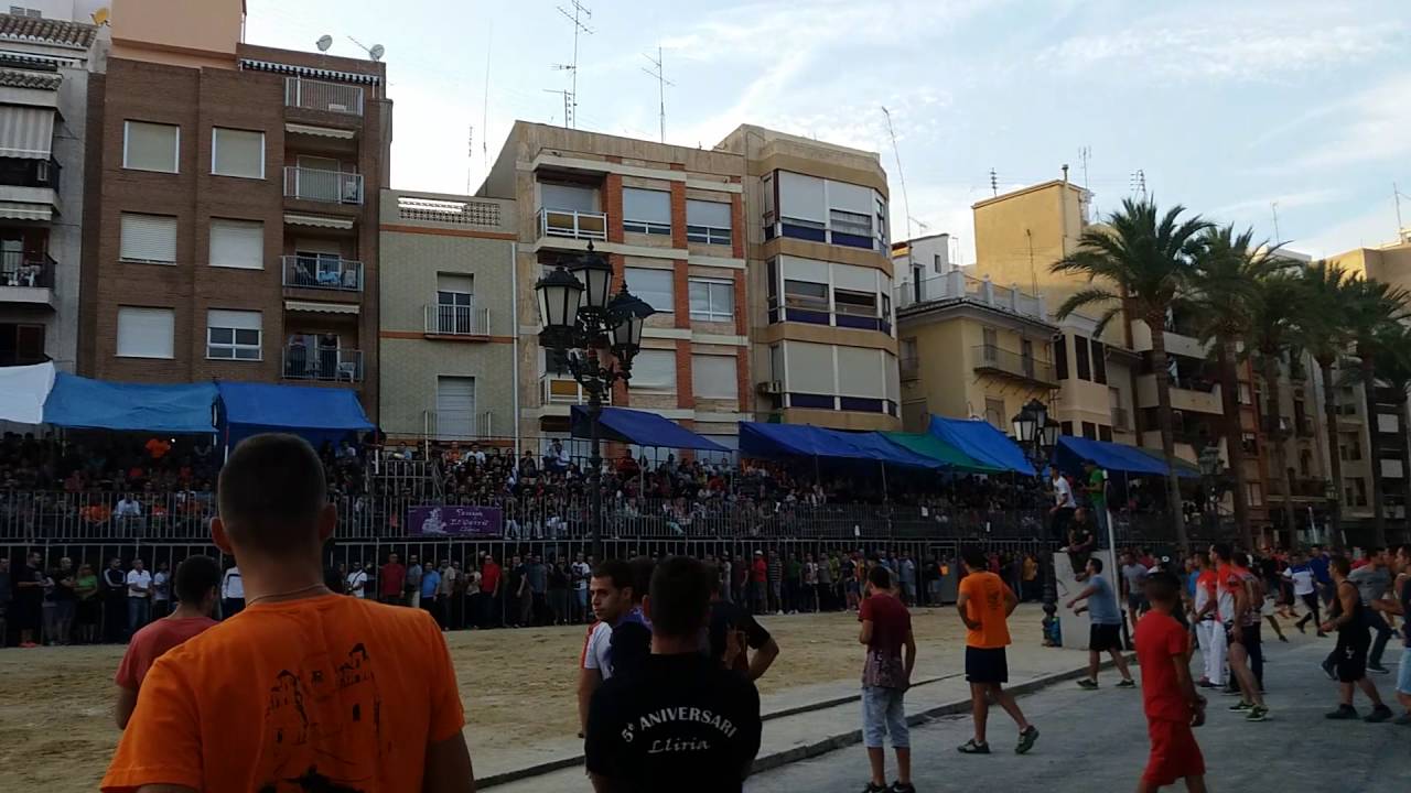 Toro de los ronceles.8&mdash;10&mdash;16.Lliria.