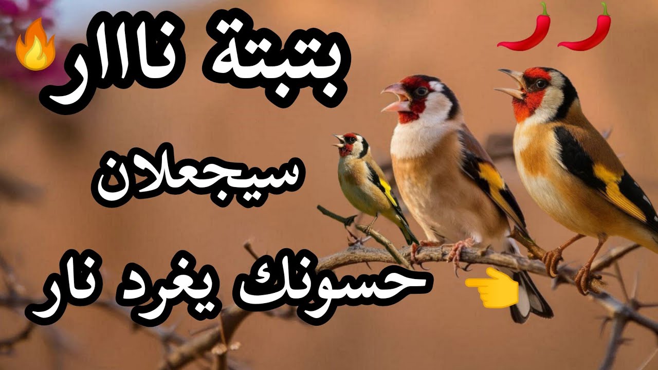 بتبتة قاتلة ونداء الأنثى المثير:حسونك سيغرد بجنون @goldfinchsongsmoroco #goldfinch #songs #moroco