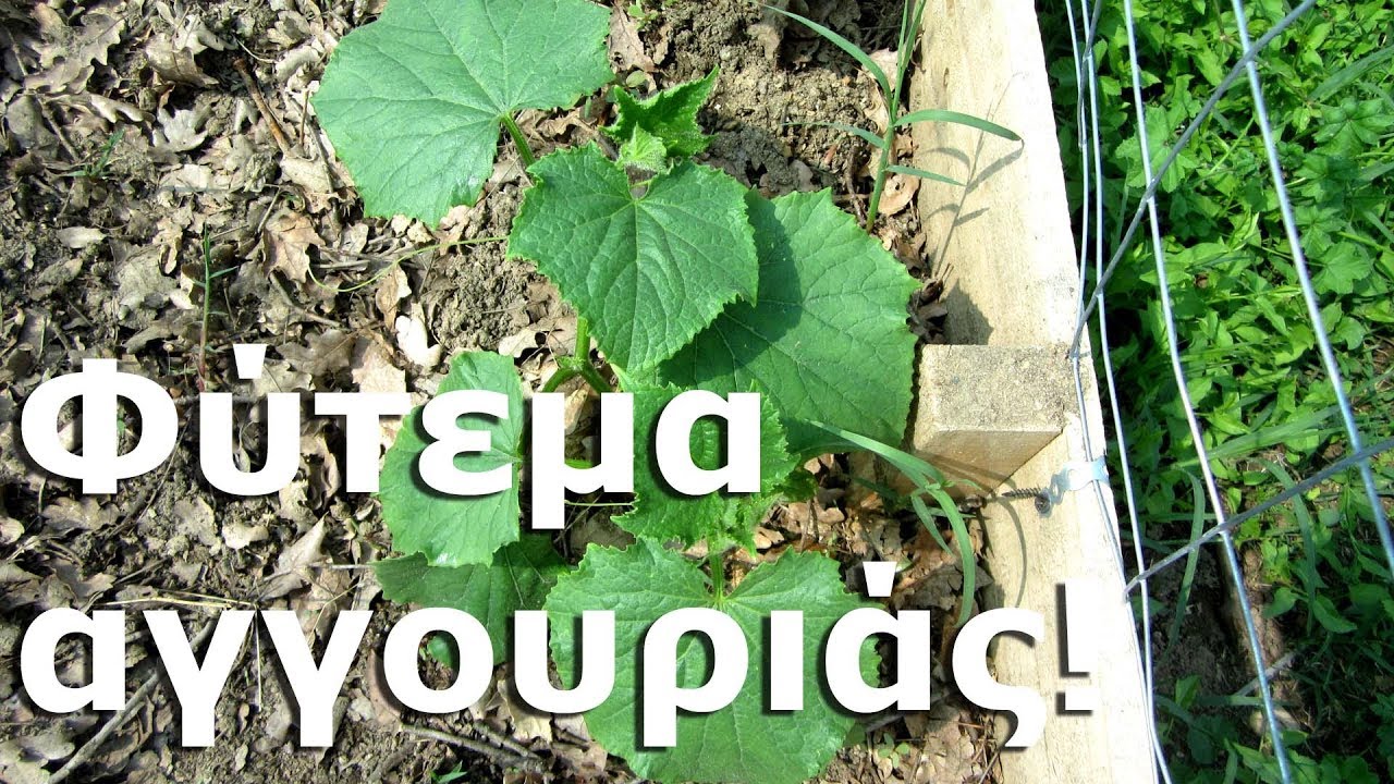 Φύτεμα αγγουριάς!