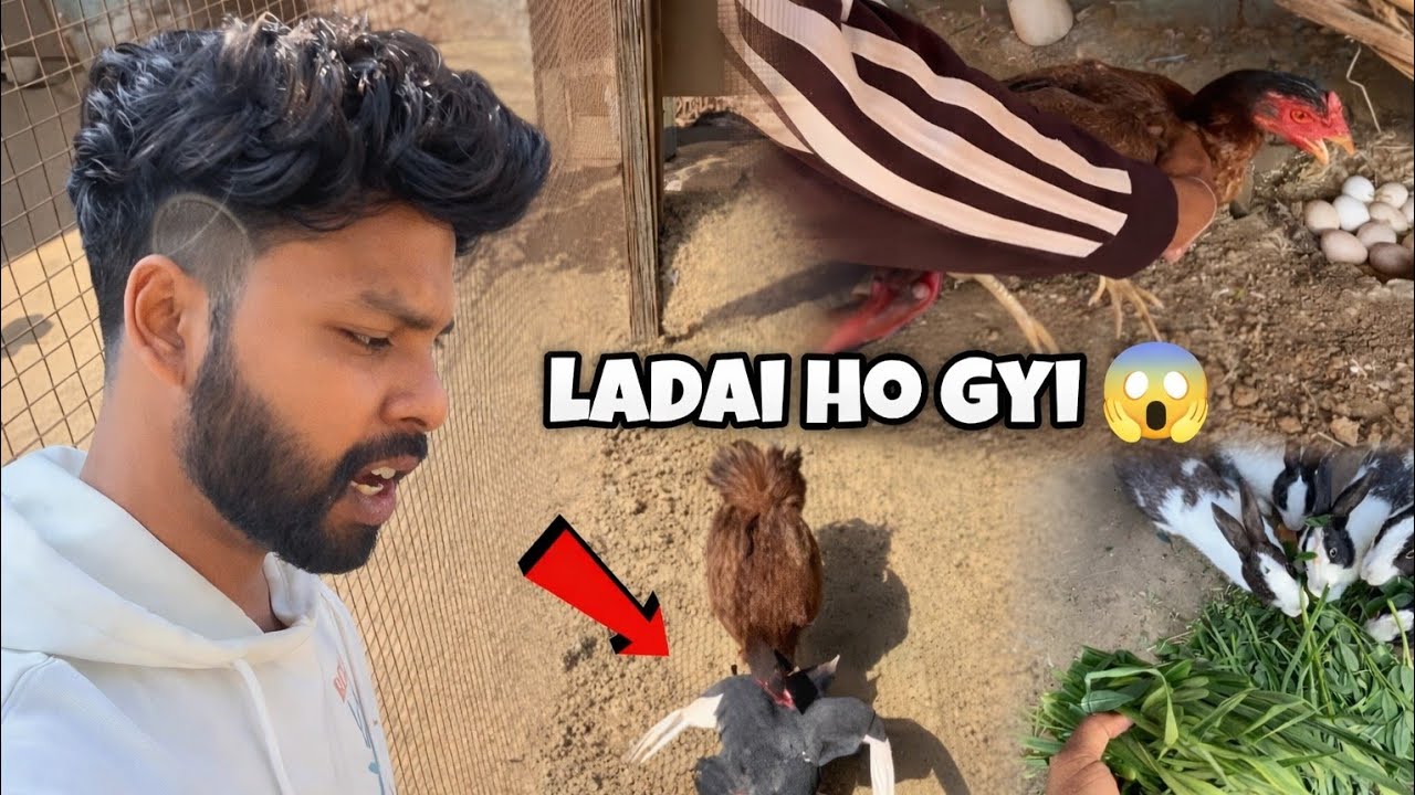 Murgi 🐓 ko Ando Par se Uthaya || कबूतर और मुर्गी मैं हो गई लड़ाई 😱