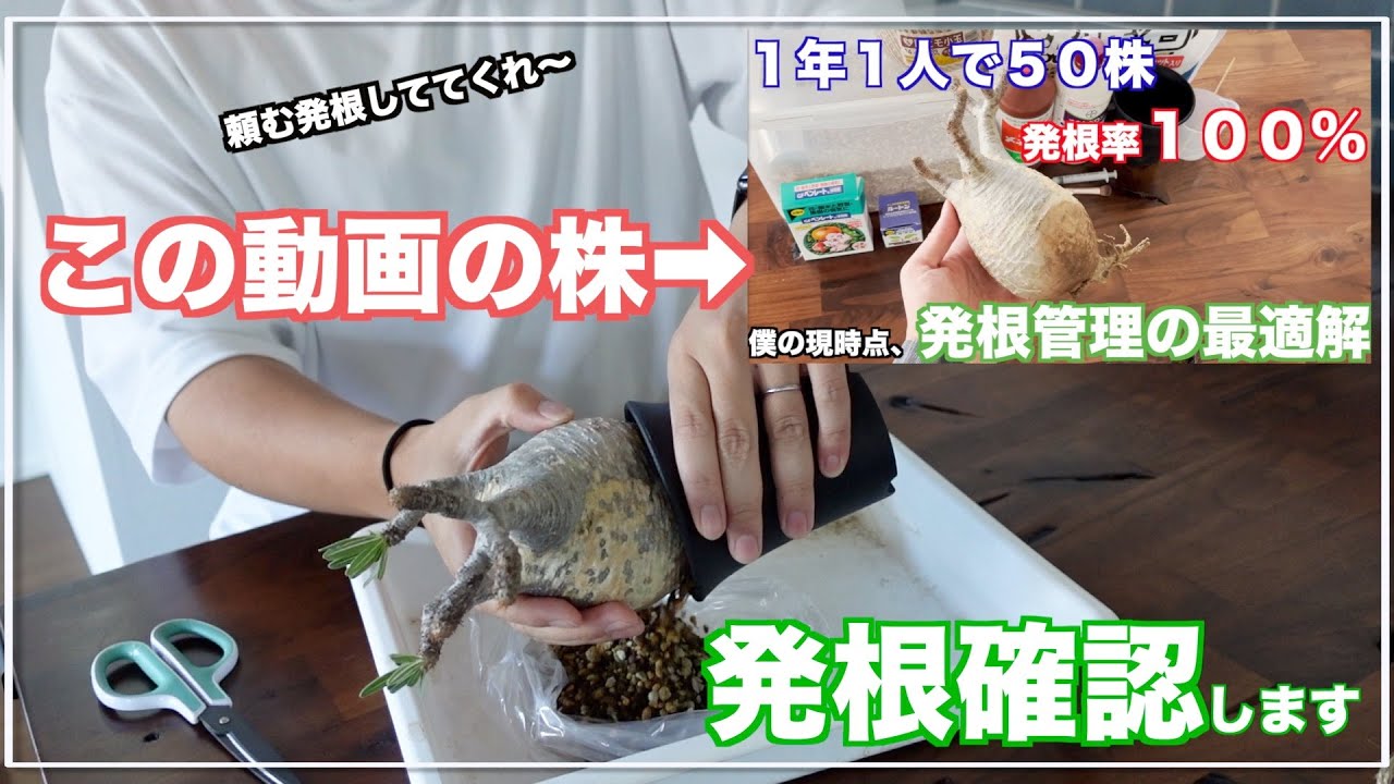 【グラキリス発根管理】そろそろ発根確認してみましょうかね｜Pachypodium｜gracilius