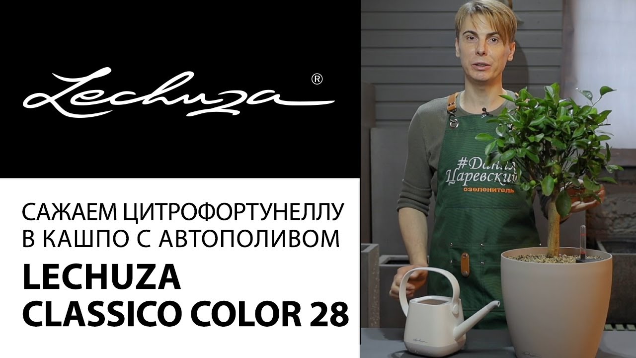 Сажаем Цитрофортунеллу в кашпо с автополивом Lechuza Classico Color 28