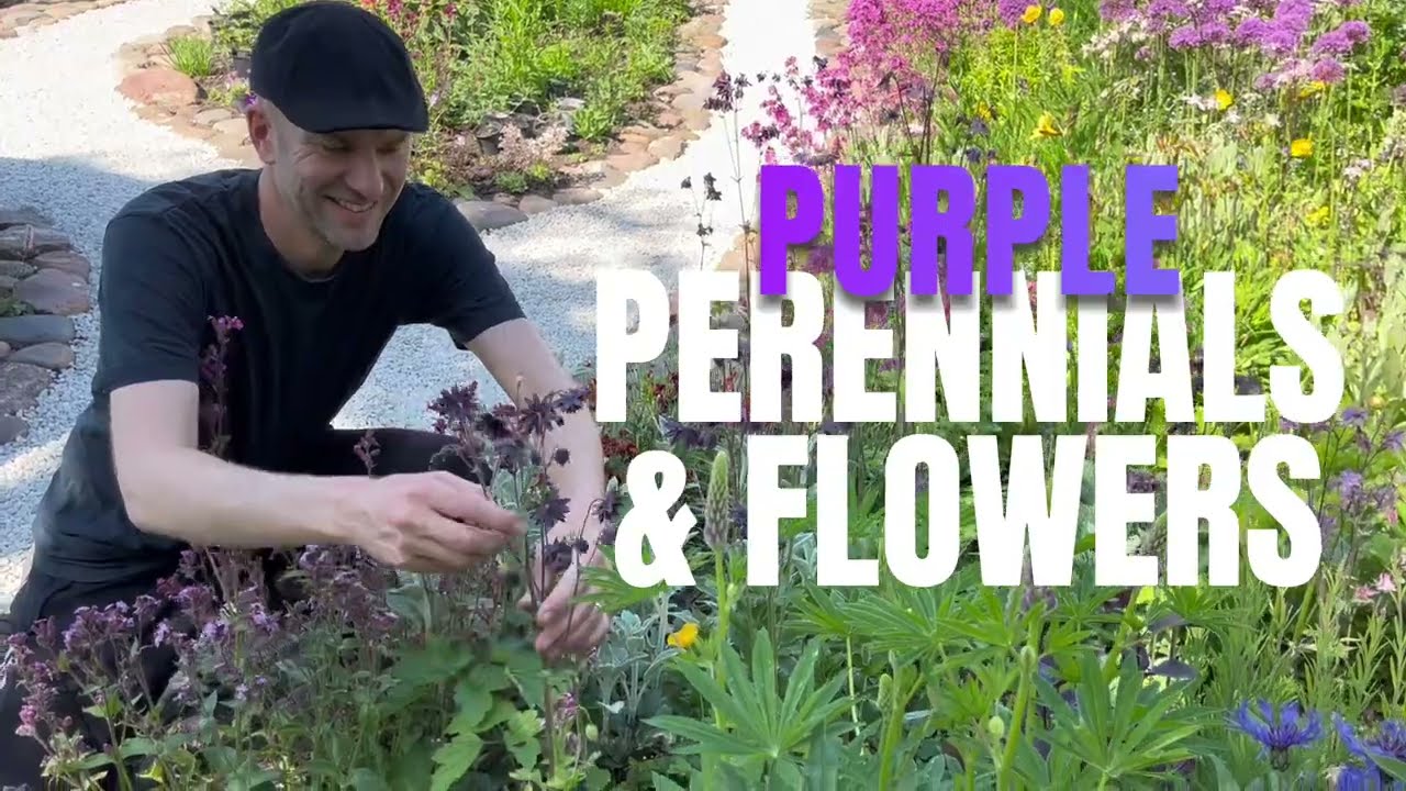 Purple Flowers: 17 Perennials & Flowers for Gardens of All Sizes | Perennial Garden